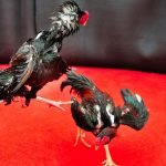 Cockfighting Goes Digital Tradition Reimagined Through Online Gambling