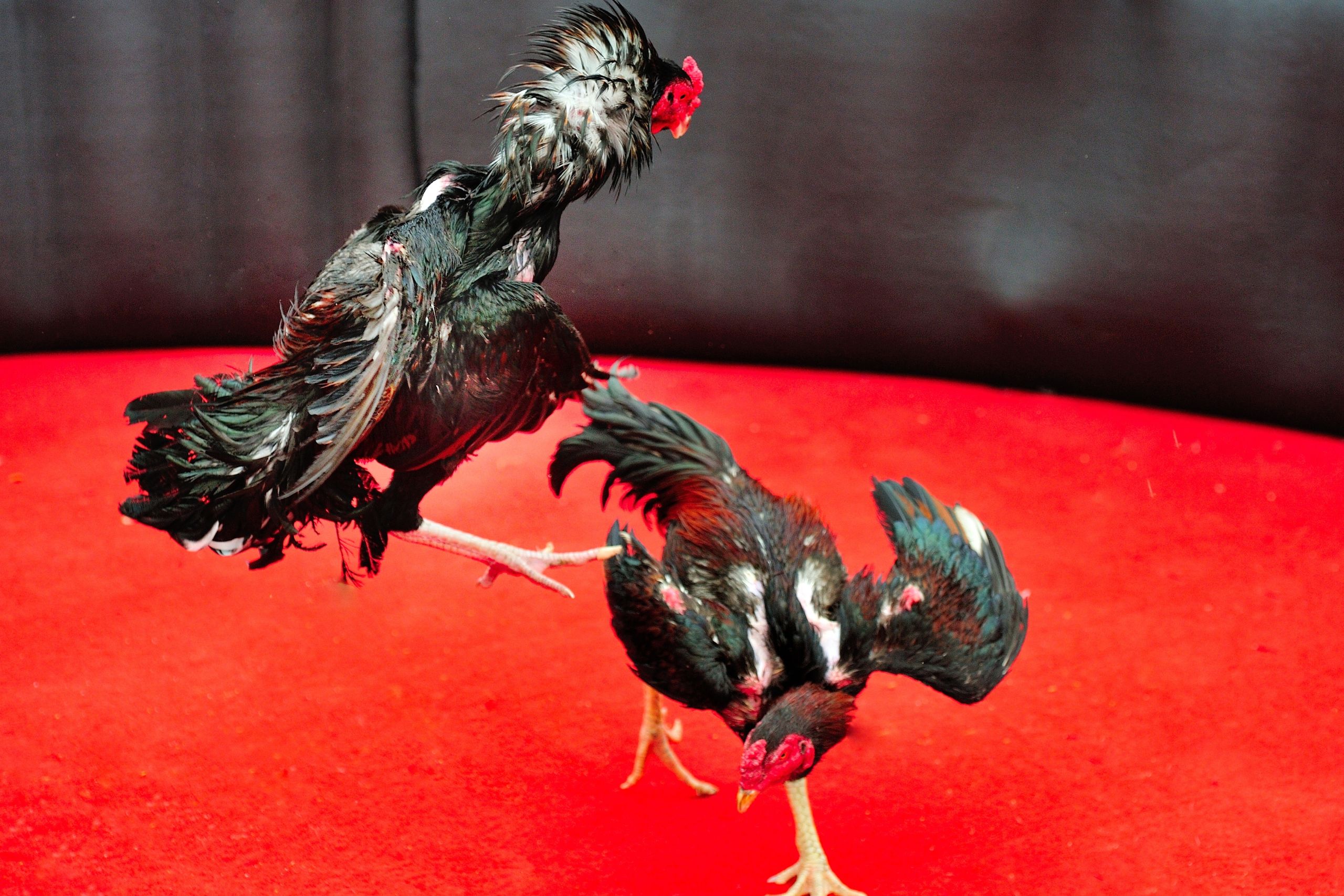 Cockfighting Goes Digital Tradition Reimagined Through Online Gambling