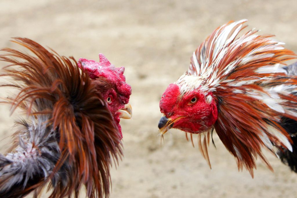 The Cultural Roots of Cockfighting